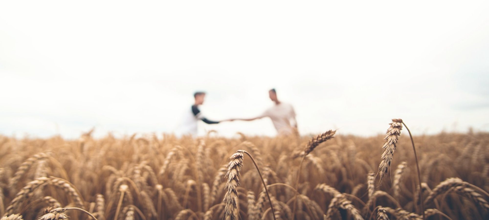 Two people shaking hands in a wheat field at harvest