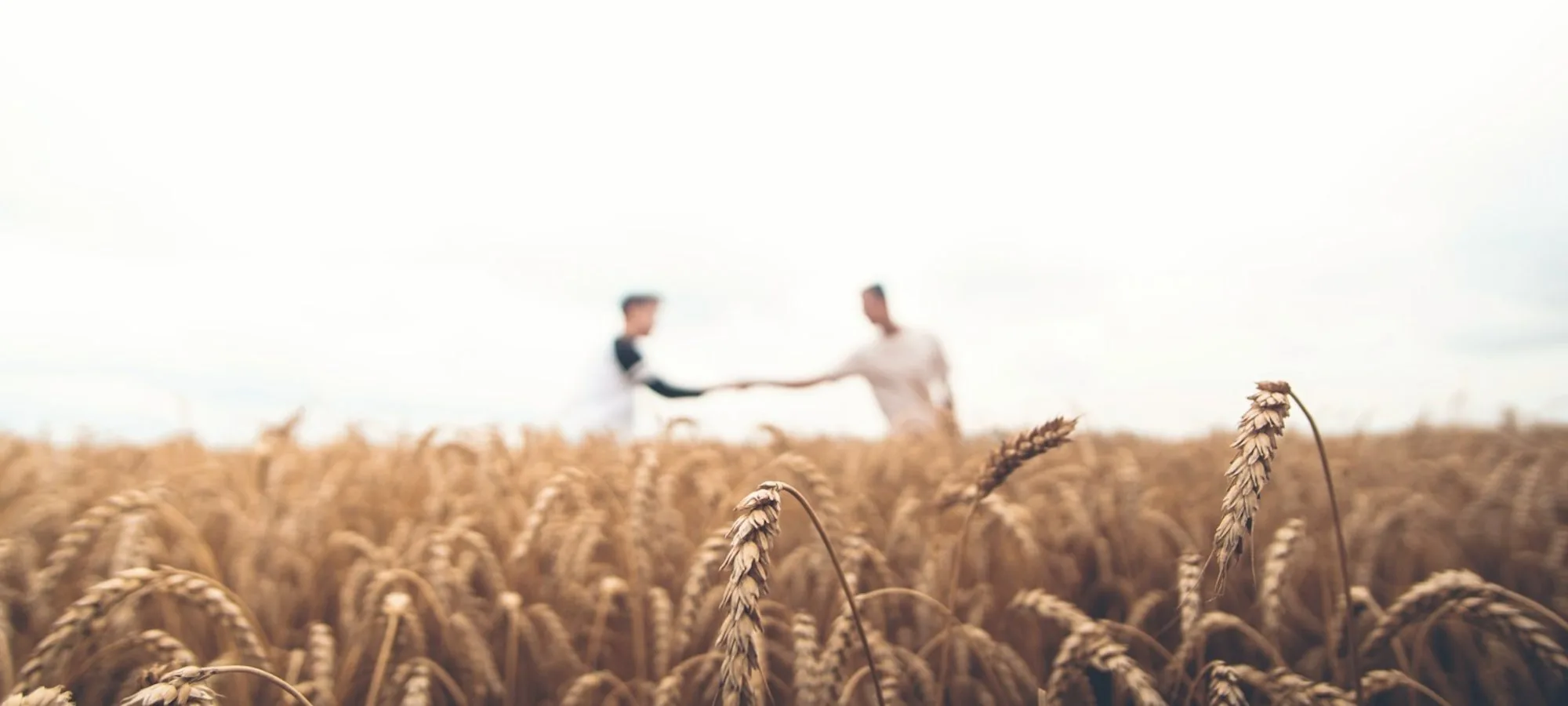 Two people shaking hands in a wheat field at harvest