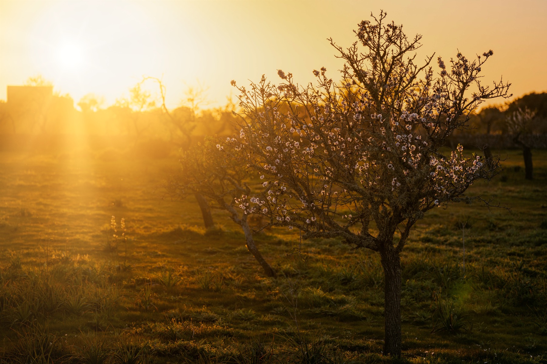 Almond trees in blossom in a field at sunset