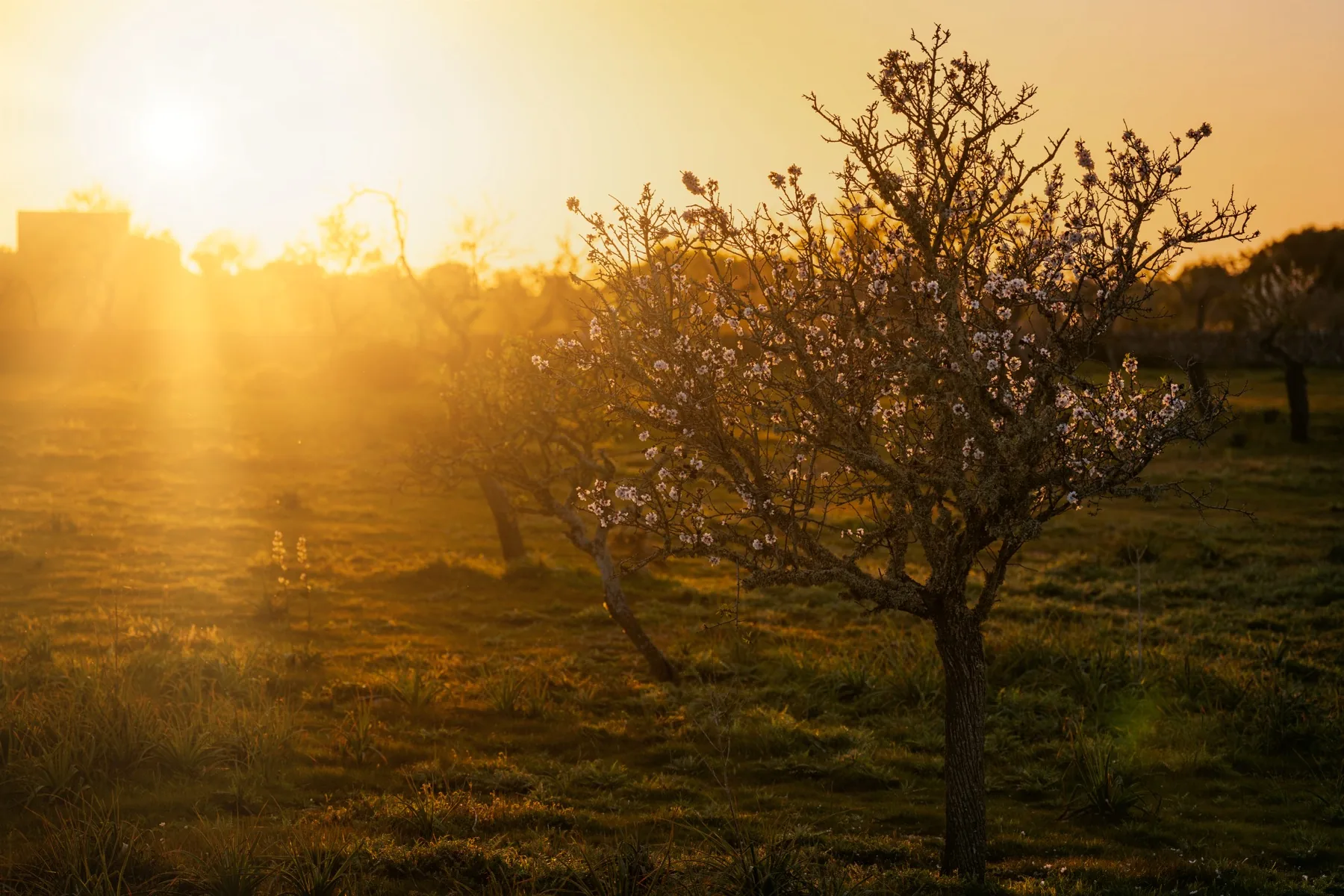 Almond trees in blossom in a field at sunset